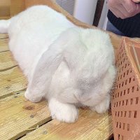 裏うるは＠童貞はいいぞ (@a_uru052) 's Twitter Profile Photo