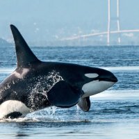 Baby Orca 🐋 (@babyorca_eth) 's Twitter Profile