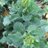 調布ベジトラスト(調布野菜直売所)のアイコン