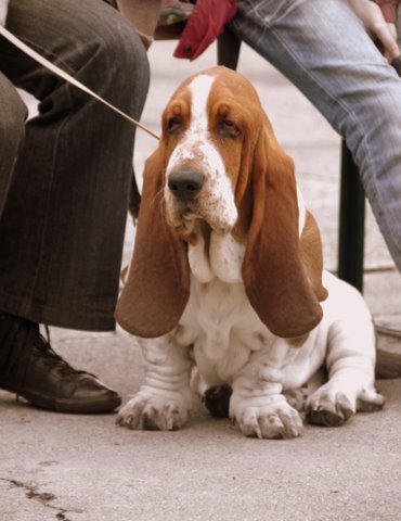 MagicBeamBasset's profile picture. We're a small Basset hound kennel based in Belgium. We are completly mad about our dogs!!!!