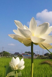 アーモンドと枝豆と梨と葡萄と八朔が好きです。