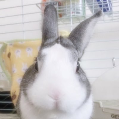 2020年 1月5日生まれ ♂呼称:チンチラダッチ 。飾らないシュールな内容の投稿を心掛けてます🐰無言フォロー大歓迎！無言フォロー失礼します。