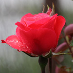 Ginevra_a's profile picture. 