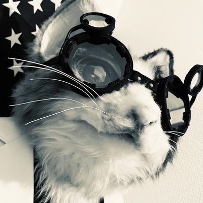 地球に馴染みやすく、人類に受け入れやすい容姿として猫型を選択。たまに世を偲ぶ仮の姿で出回ることもある。ブラックウォンバッドガジェット担当 #ブラックウォンバッド #イケダレンジャー