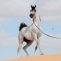 ابو سعد (@yahya055559) 's Twitter Profile Photo ابو سعد (@yahya055559) 's Twitter Profile Photo