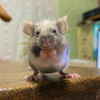 コアラ (@koarano_mouse) 's Twitter Profile