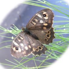 Butterfly Eco-Evo-Devo,co-running Butterflies Under Pressure, director Centre for Funct. Genomics, Biol Subject Coordinator Oxford Brookes, and School Governor