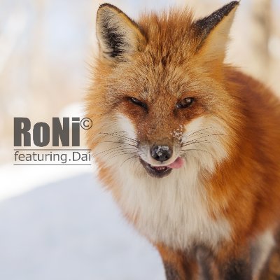 RoNi_613 Profile Picture