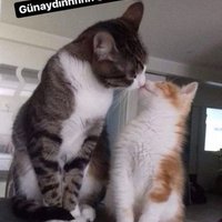 Ali Çetin (Hatay lı) (@alicetin8005) 's Twitter Profile