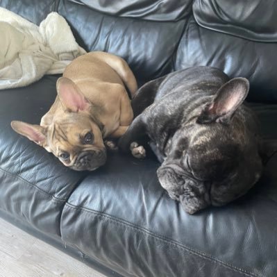 We are two brothers that live in the UK. We love having fun and want to share our day to day antics 🐾#frenchie #cutedogs #dogsoftwitter #frenchbulldog