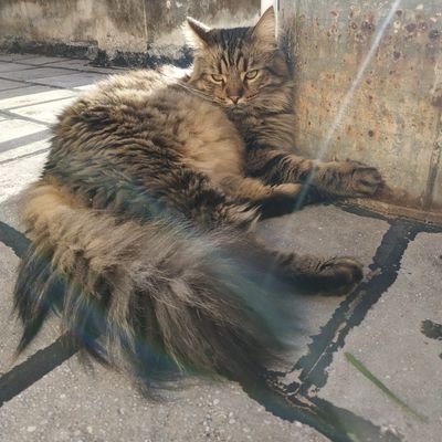 toothfairygardy's profile picture. 