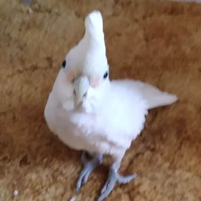 parrot_me_1's profile picture. Just a girl from the 216