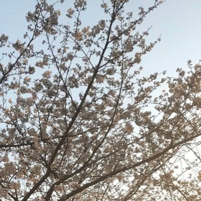 prunus_0626's profile picture. 