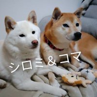 もじゃもじゃの飼い主 (@mozyaking) 's Twitter Profile