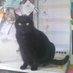 CLEO THE CAT (@riccardopasseg2) Twitter profile photo CLEO THE CAT (@riccardopasseg2) Twitter profile photo