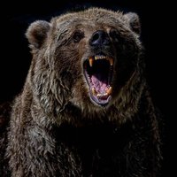 Mike 'Urso37' Bradley (@ursopardo37) 's Twitter Profile Photo Mike 'Urso37' Bradley (@ursopardo37) 's Twitter Profile Photo