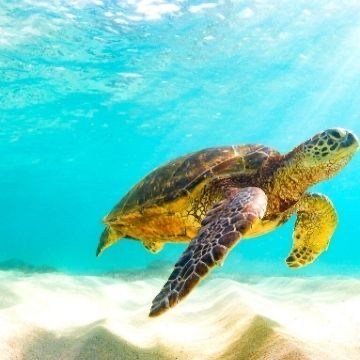 turtle_6sea's profile picture. やぁ、元気かい？？
漫画でも読んで息抜きしなよ！