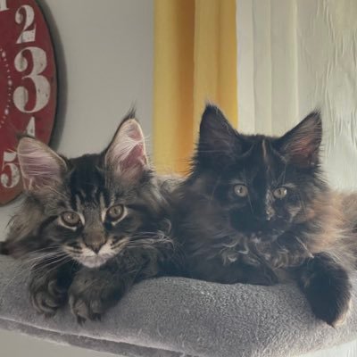 We are 2 Maine Coon Kittens with 2 big brother Tuxedo Cats 🐱