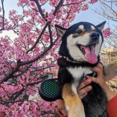 dongjingyangjin's profile picture. 