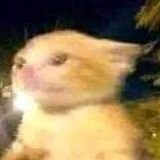 frebtto's profile picture. NSFW 🔞 🍑

All characters are +18
 🤠👽
Panocha enjoyer