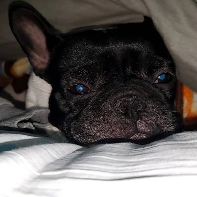 XrlFuytTR3rg's profile picture. 