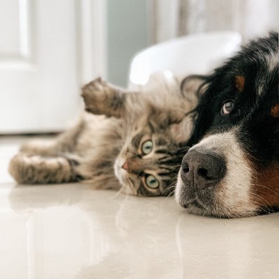 For the love of pets - health and well-being for dogs, cats, parrots and other four-legged, two-legged, and feathered friends. photos - Andrew S & Louis Poitras