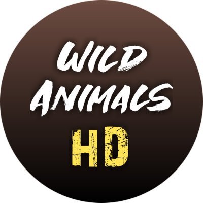 Wild animals, wild life, funniest animals ever HD