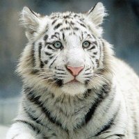 Wide Snow❄(低浮上) (@widesnow3) 's Twitter Profile