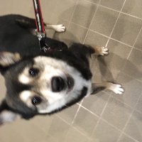 チョコとも (@tomko1978) 's Twitter Profile