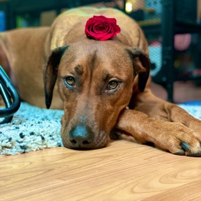 Just a laid back Rhodesian Ridgeback Tweeting the thoughts of my annoying parents (🧑🏽‍⚕️👩🏼‍⚕️ nurses). We LOVE long walks, treats, AND investing! #Bitcoin