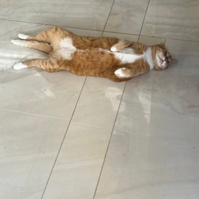 aikey966837091's profile picture. apex垢作ってみた！気軽に誘ってください！