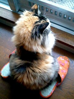 potemarodu's profile picture. 二児(中2小5)の母。over40 猫大好き。チンチラゴールデンのぽてち(8歳♀️)とチンチラシルバーのゆきまろ(5歳♂️)とまったり癒し生活を送ってます。岸優太君ならびにNumber_iを一生応援します❤️🩵💜iLYs❤️💜🩵きしひらWゆぴーすふるわーるど❤️💜🩵iLYs友達欲しいけど小心者です💦