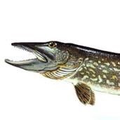 Esox lucius: A carnivores fish from Great Lakes region