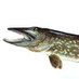 Northern Pike (@frog11090154) Twitter profile photo Northern Pike (@frog11090154) Twitter profile photo