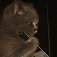 ilvrio__ (@ilariosimone) 's Twitter Profile