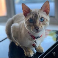 KASHZX (@ikashx) 's Twitter Profile