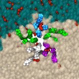 Molecular simulation of proteins, membranes, and small molecules, in the Center for Computational and Integrative Biology at Rutgers-Camden. PI: @gracebrannigan