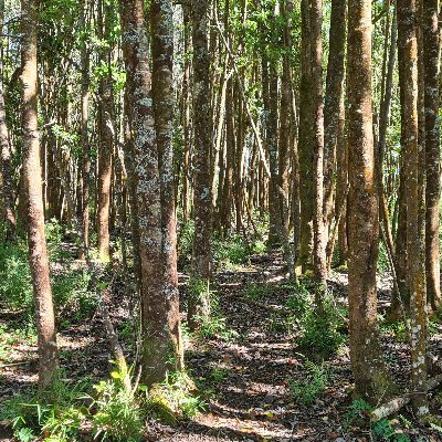 EinzelgangerDer's profile picture. 