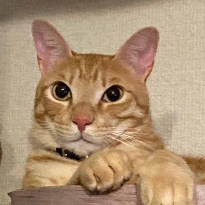 annmonamint's profile picture. メーカー勤務で得たデザインとマーケティングスキルで、Webデザインに挑戦しています。よろしくお願いいたします。 好きな言葉は'No pain, no gain.’