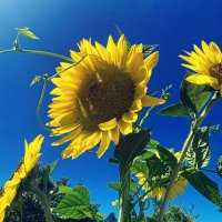 Tyler Moore🌻🇺🇦✊🏽 (@tylermooretm) 's Twitter Profile