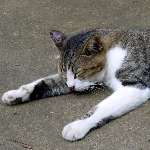 bebe_San's profile picture. 月曜日の朝が大嫌い。