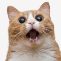 Lap Lapin ❤️ Memecoin (@lapinanempodist) 's Twitter Profile