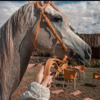 بشاير البقمي (@b0____9ii) Twitter profile photo