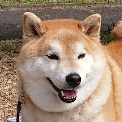 2016年1月18日生まれ♂
やさしくて、大人しく、おっとりして見えますが、時々頑固なところも~
息抜き散歩で、和ませてもらってます。同じように柴犬に癒されてる方と共感できたらとTwitter始めました!よろしくお願いいたします。