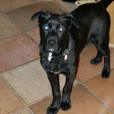 cathyfies's profile picture. Dog mom.