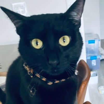 pgh_molly's profile picture. 