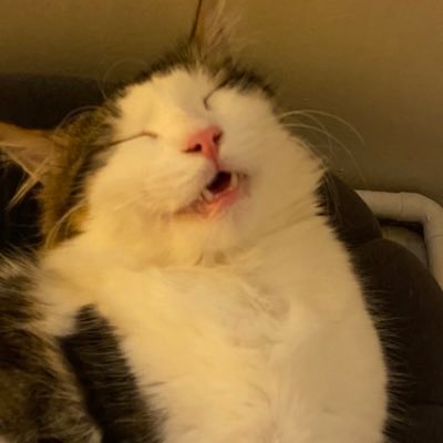 piguejungle's profile picture. 