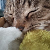 にゃつめฅ🐾.˚೨✻₊⋆ (@neco_ene) 's Twitter Profile