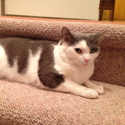 Tsukuterasu's profile picture. 25 | Eng / 中文 / 日本語 | Struggling corporate slave. Life is tiring, play card games.