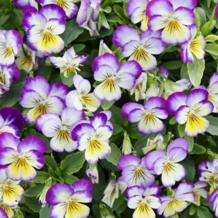 Cindy15439729's profile picture. 